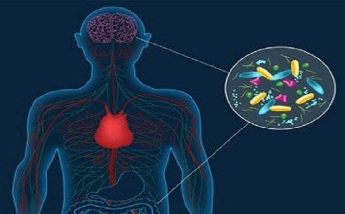 اكتشف علماء بريطانيون وإسبان أدلة دامغة على أن الأمعاء الدقيقة يمكن أن تتلاعب بمزاج الإنسان، بحسب مقال نشره موقعPLoS One .