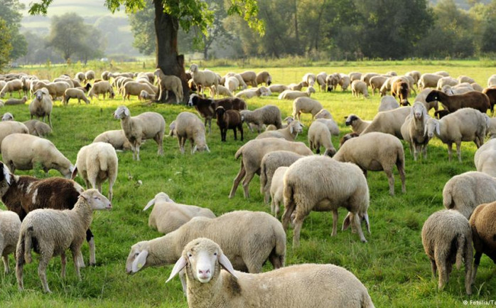 في &nbsp;حادثة وصفت باللافتة، أصيب قطيع من الخراف بحالة من الهيجان&nbsp; في منطة واد جنوب ويلز كأنما أصابه الجنون، عقبما تناولت نبات القنب المخدر، الذي كانت نفاياته ألقيته في ذلك المكان.

وأو