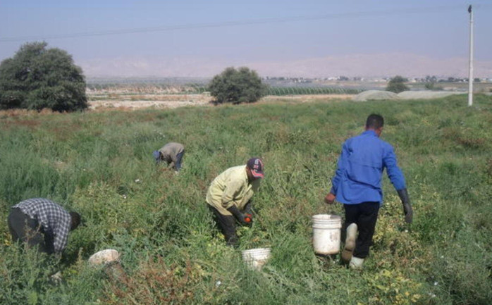 عمال فلسطينيين في الأغوار